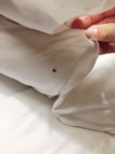 punaises de lit drap