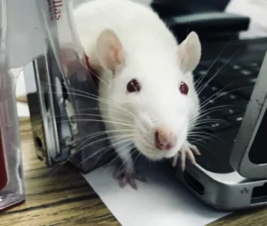 rat bureau