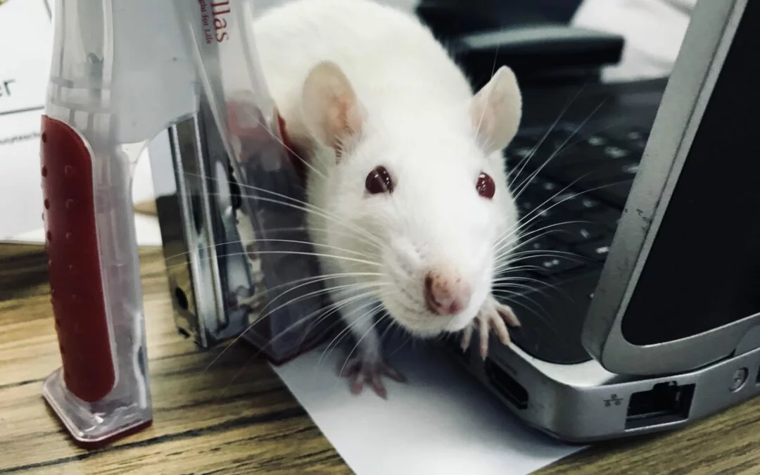 rat bureau