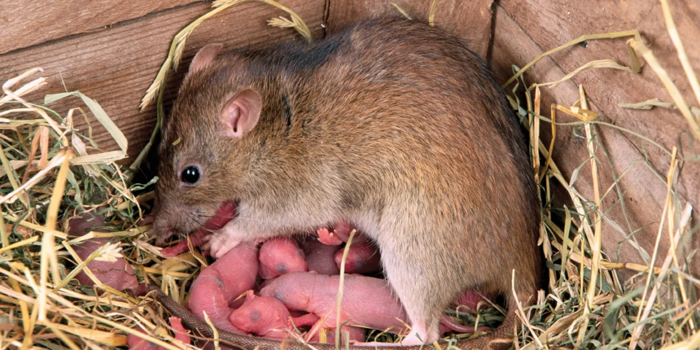 rats