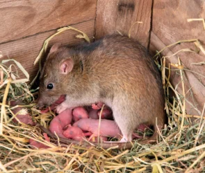 rats